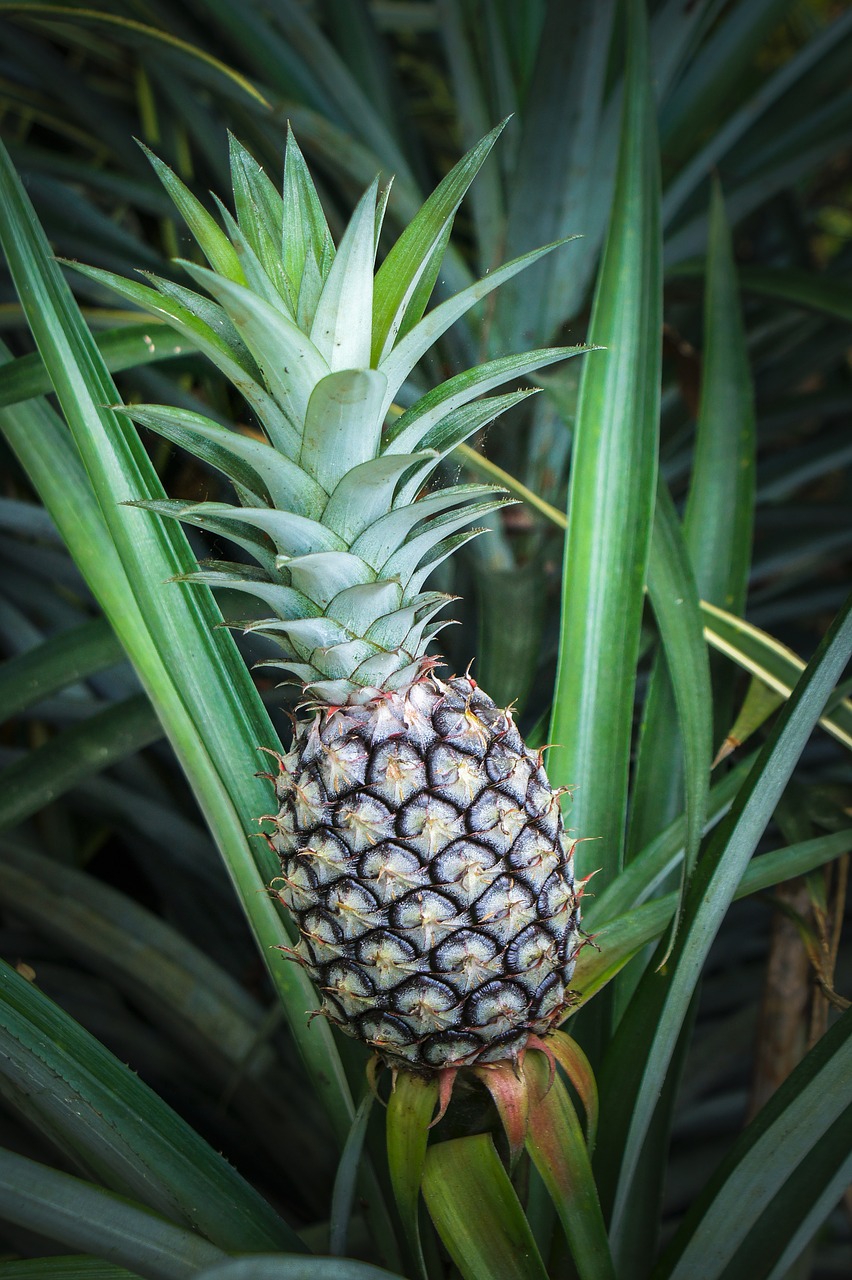 pineapple-1441384-1280.jpg
