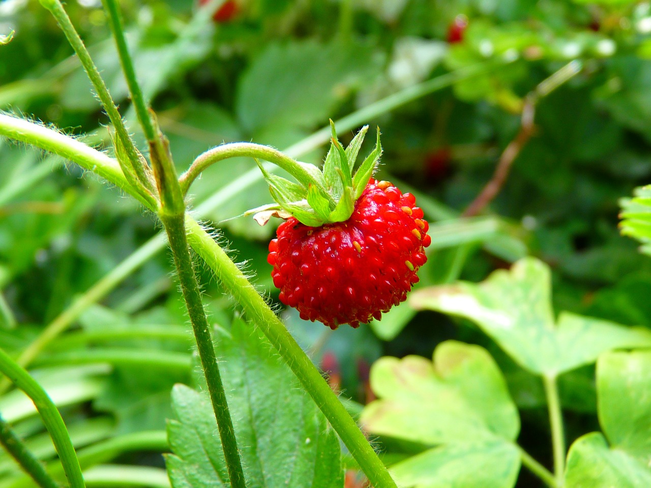 strawberry-7649-1280.jpg
