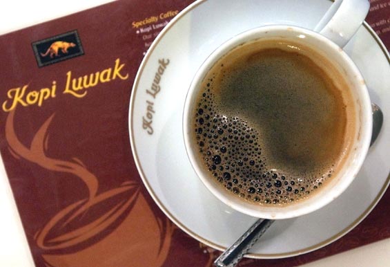 Kopi-luwak2.jpg