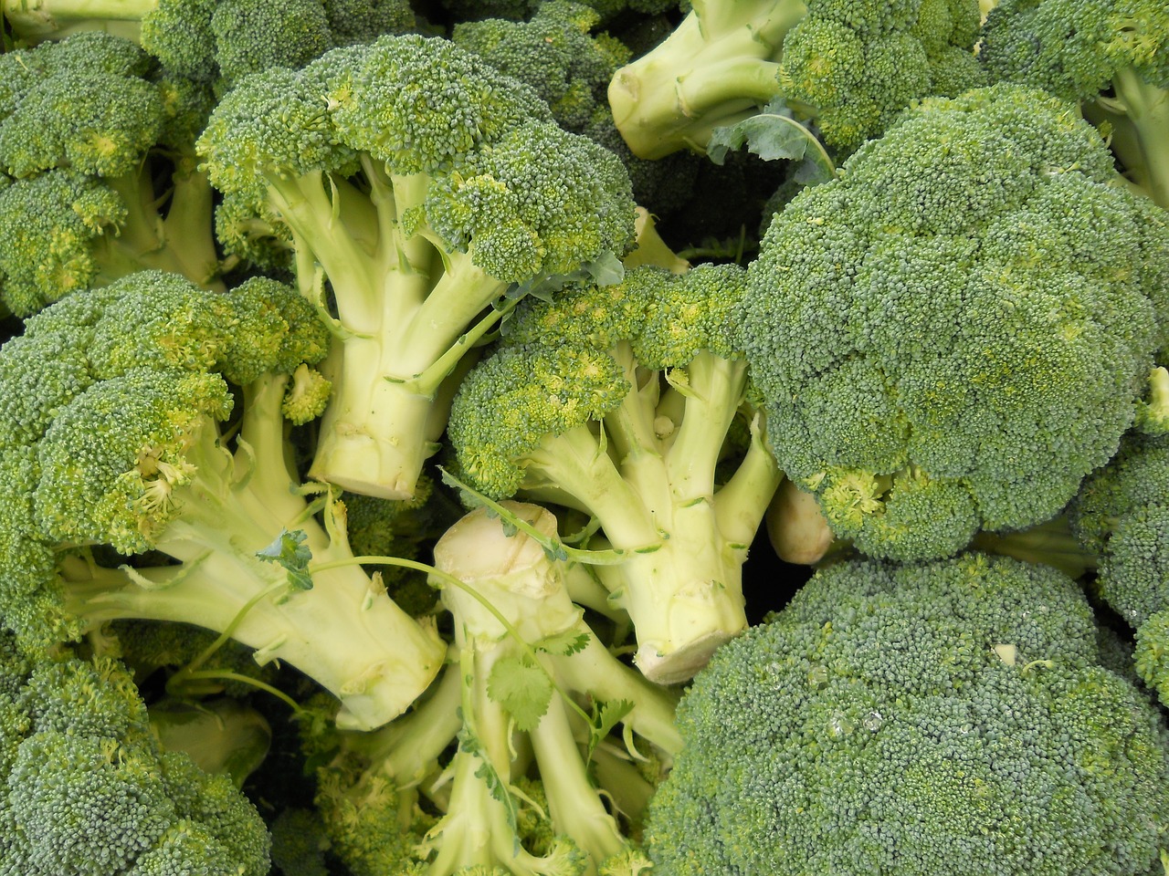 broccoli-1629643-1280.jpg