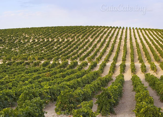 Bodegas Lustao