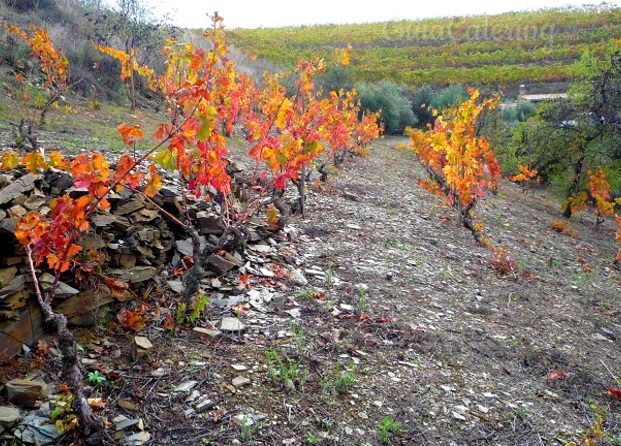 Viñedo DOQ Priorat