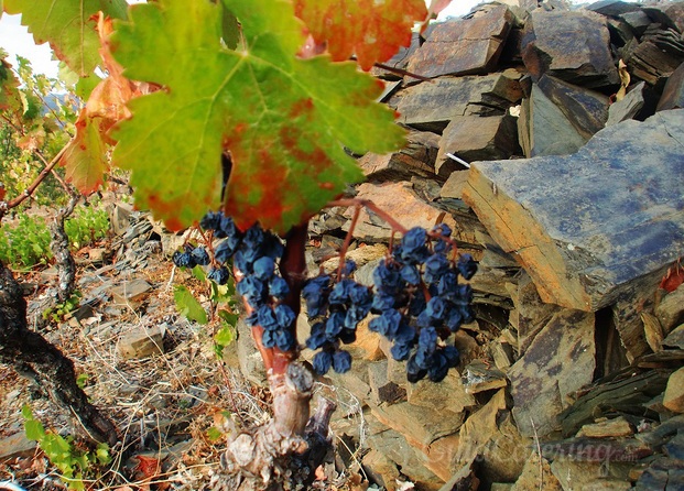 Viña Gratallops Priorat