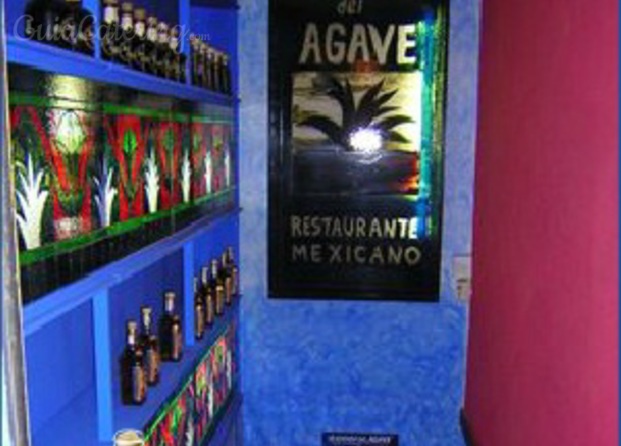 agave